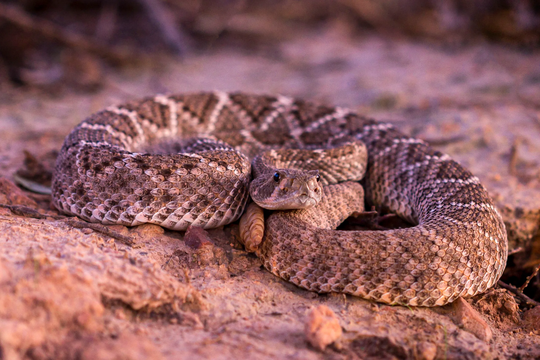 MAN (25) Diamondback Rattlesnake Peralta AZ Diamondback Rattlesnake Peralta AZ, animals, a fine art photograph by Michael Joseph Baca