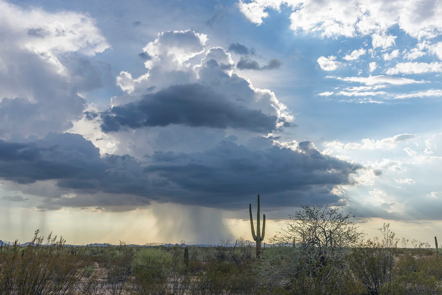 DJ009 Downpour Florence Arizona DJ009 Downpour Florence Arizona, landscape by Janell Evelyn Baca, Casa de Baca Studios, Florence, Arizona