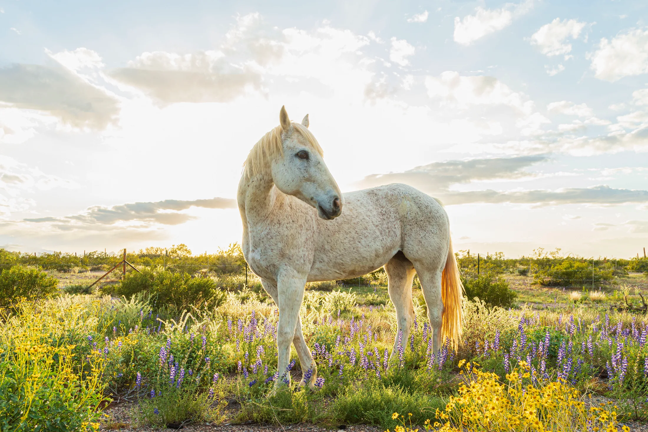 MAN (37) 'Drip' Florence AZ 'Drip' Florence AZ, animals, a fine art photograph by Michael Joseph Baca, Casa de Baca Studios, Florence, Arizona