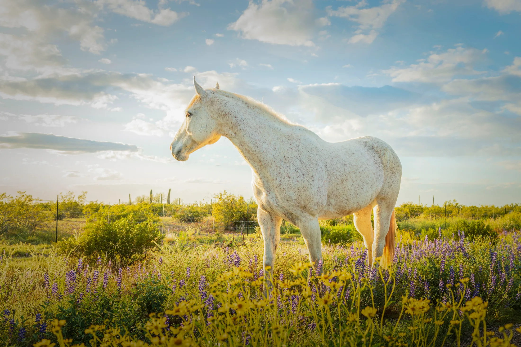 MAN (36) 'Drip' Florence AZ 'Drip' Florence AZ, animals, a fine art photograph by Michael Joseph Baca, Casa de Baca Studios, Florence, Arizona
