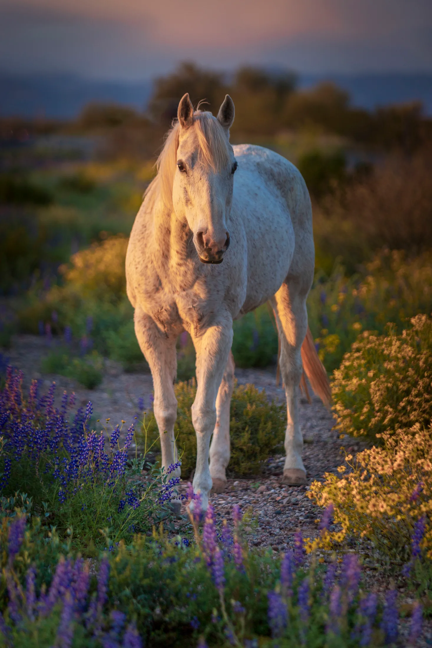 MAN (38) 'Drip' Florence AZ 'Drip' Florence AZ, animals, a fine art photograph by Michael Joseph Baca, Casa de Baca Studios, Florence, Arizona