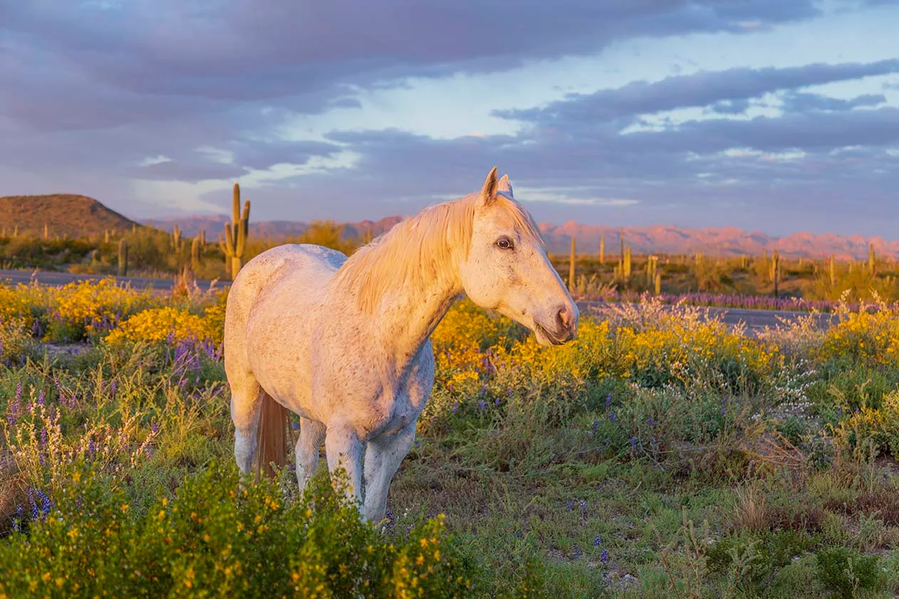 JZ003 'Drip' Florence AZ 'Drip' Florence AZ, animals, a fine art photograph by Janell Evelyn Baca, Casa de Baca Studios, Florence, Arizona