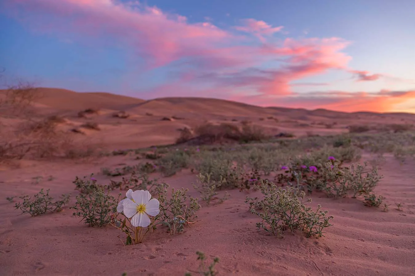 JS0001 Dune Evening Primrose at the Imperial Dunes Dune Evening Primrose at the Imperial Dunes, sunset and sunrise, a fine art photograph by Janell Evelyn Baca