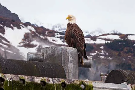 JZ006 Eagle in Seward Alaska Eagle in Seward Alaska, animals, a fine art photograph by Janell Evelyn Baca, Casa de Baca Studios, Florence, Arizona