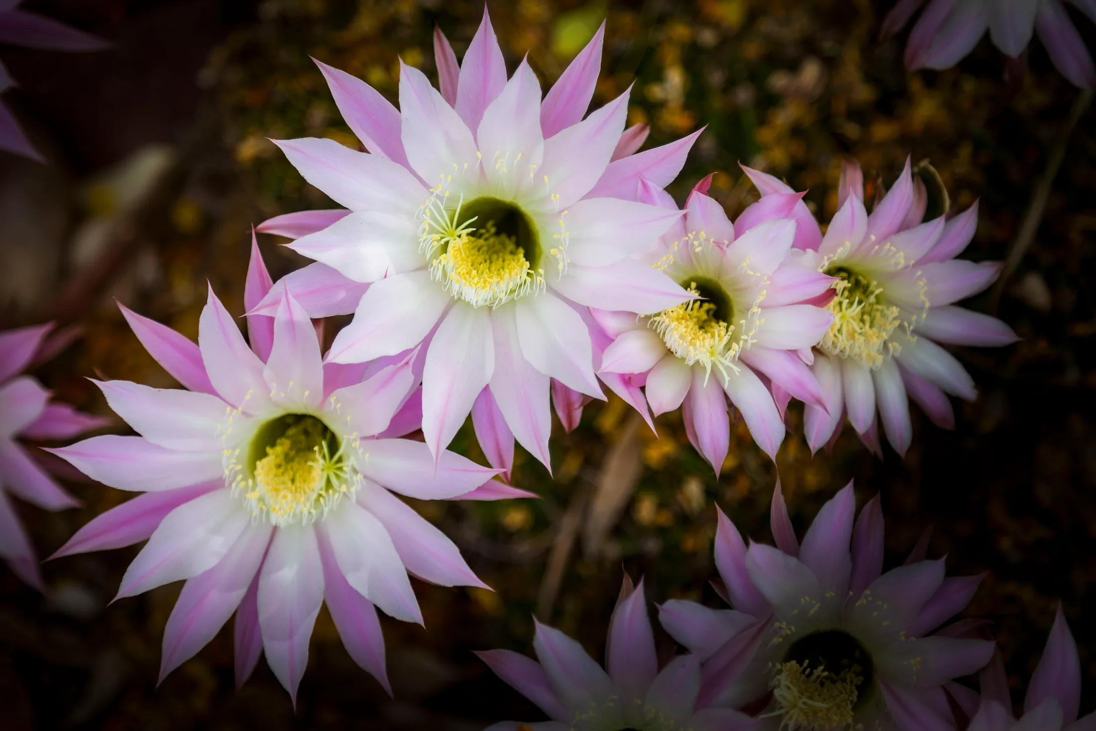 MFL (1) Easter Lily Cactus Florence AZ Easter Lily Cactus Florence AZ, flowers and plants, a fine art photograph by Michael Joseph Baca