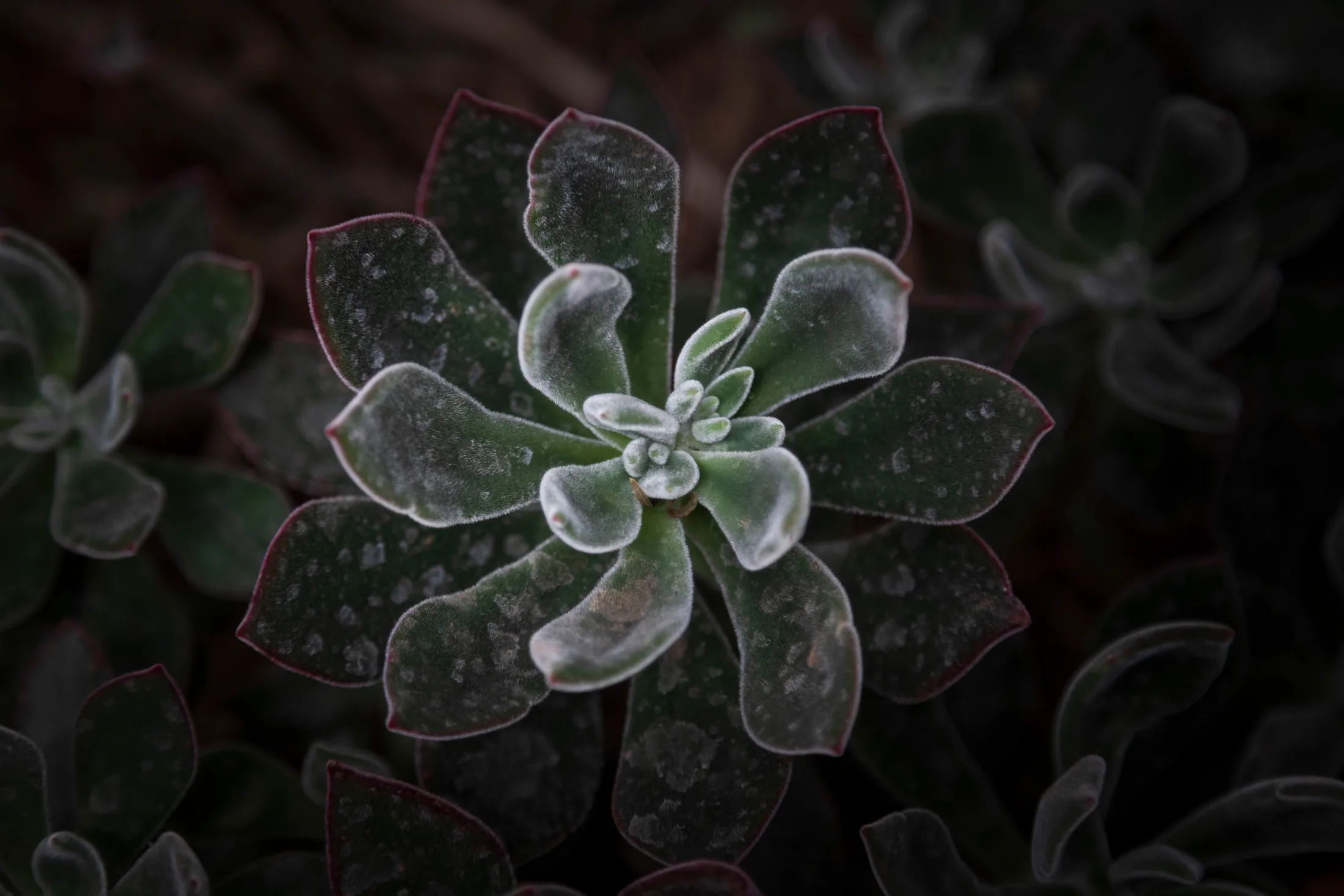 MFL (16) Echeveria Succulent Superior AZ Echeveria Succulent Superior AZ, flowers and plants, a fine art photograph by Michael Joseph Baca