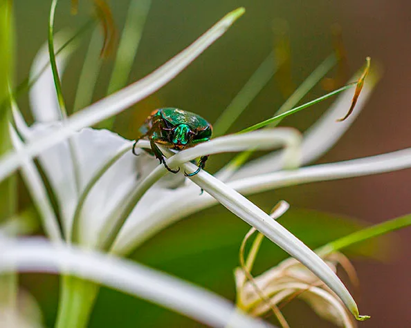 JZ002 Figeater Beetle REID PARK ZOO Figeater Beetle REID PARK ZOO, animals, a fine art photograph by Janell Evelyn Baca, Casa de Baca Studios, Florence, Arizona