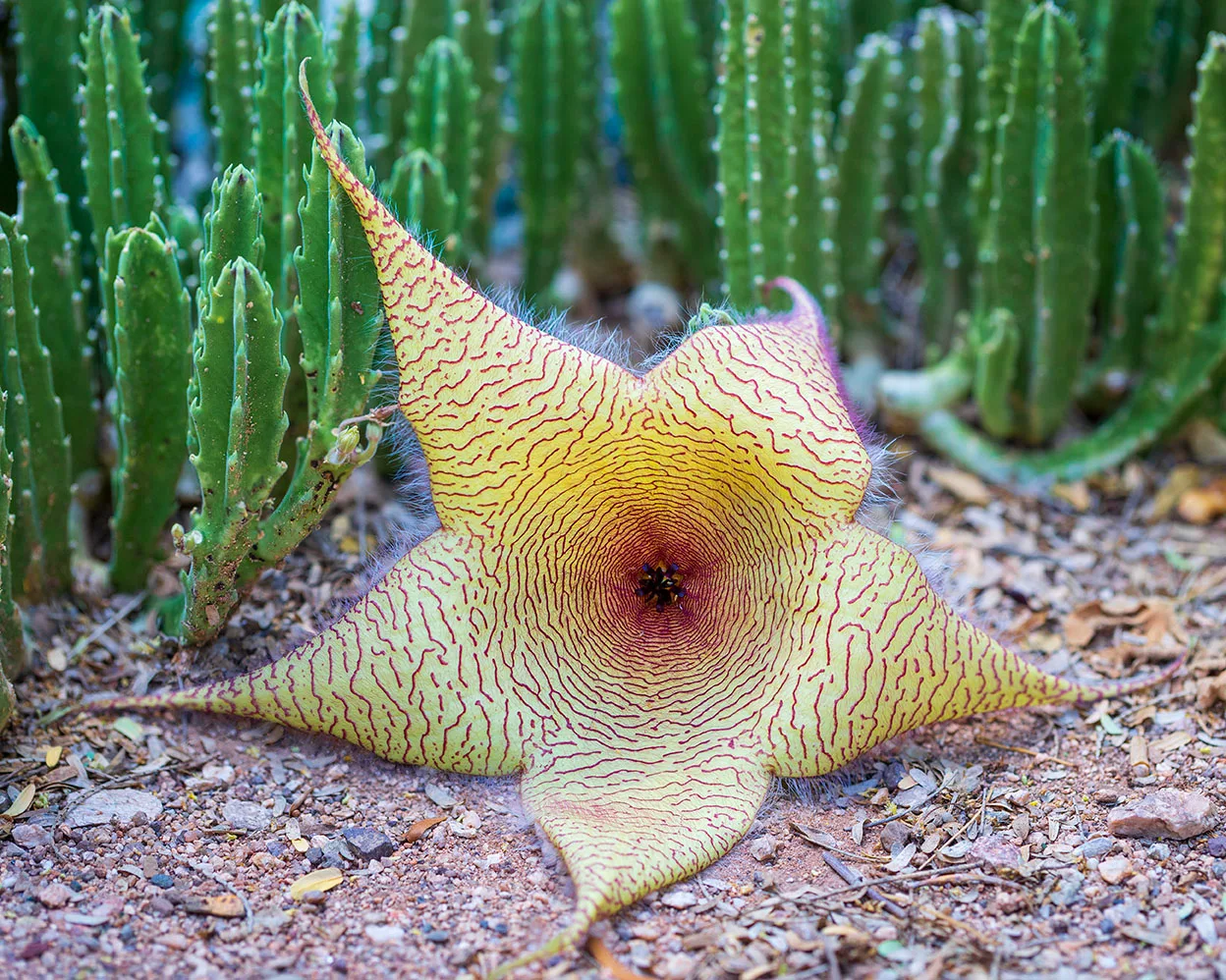 FJ051 Starfish Flower FJ051 Starfish Flower, flowers and plants by Janell Evelyn Baca, Casa de Baca Studios, Florence, Arizona