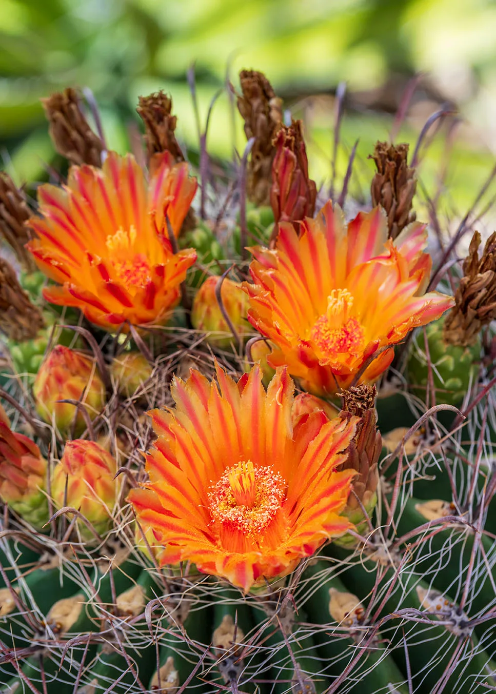 FJ052 Barrel Cactus Blooming FJ052 Barrel Cactus Blooming, flowers and plants by Janell Evelyn Baca, Casa de Baca Studios, Florence, Arizona