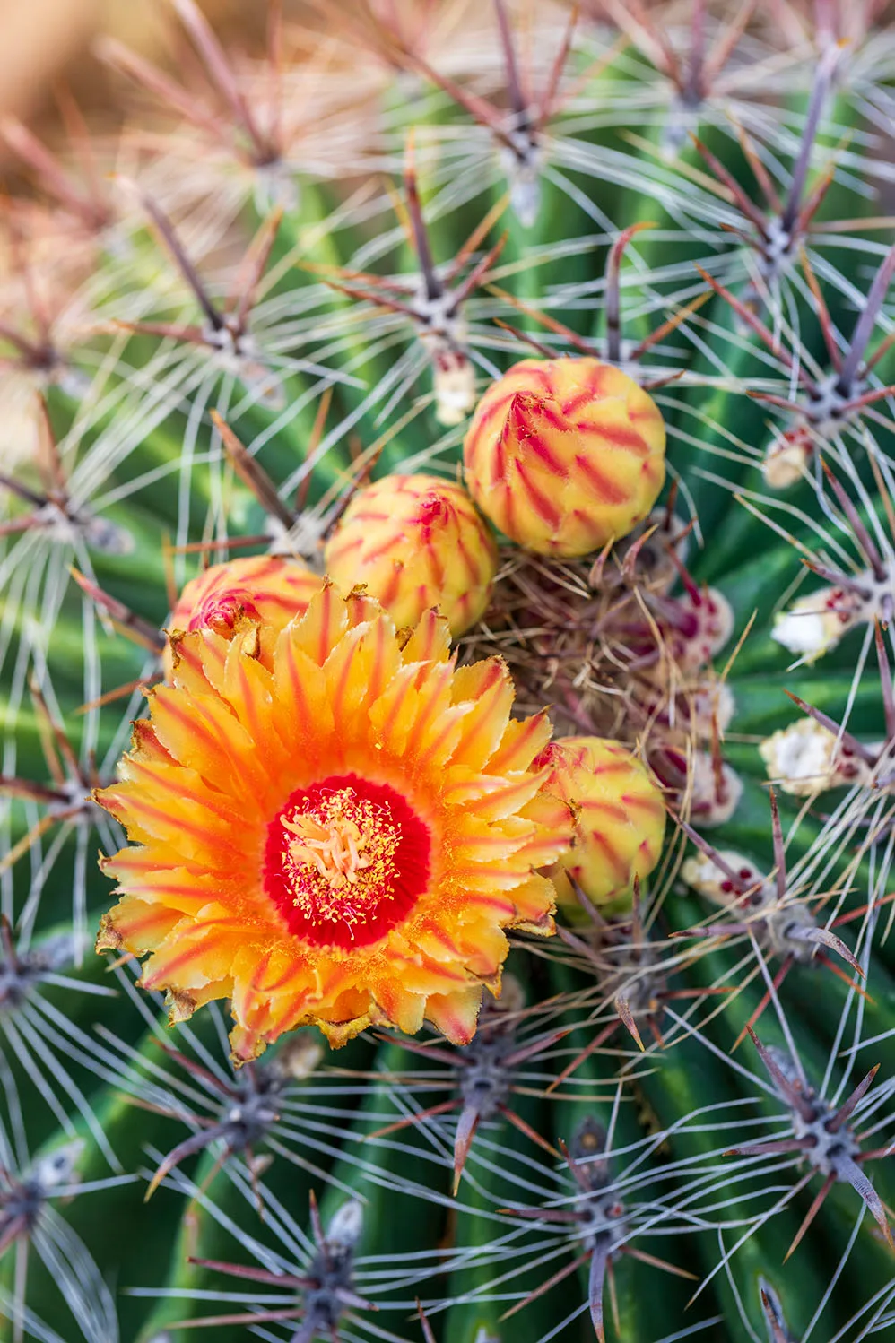 FJ053 Barrel Cactus Flowering FJ053 Barrel Cactus Flowering, flowers and plants by Janell Evelyn Baca, Casa de Baca Studios, Florence, Arizona