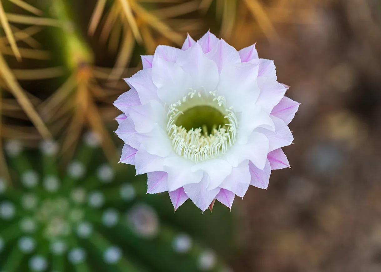 FJ054 Easter Lily Cactus Bloom FJ054 Easter Lily Cactus Bloom, flowers and plants by Janell Evelyn Baca, Casa de Baca Studios, Florence, Arizona