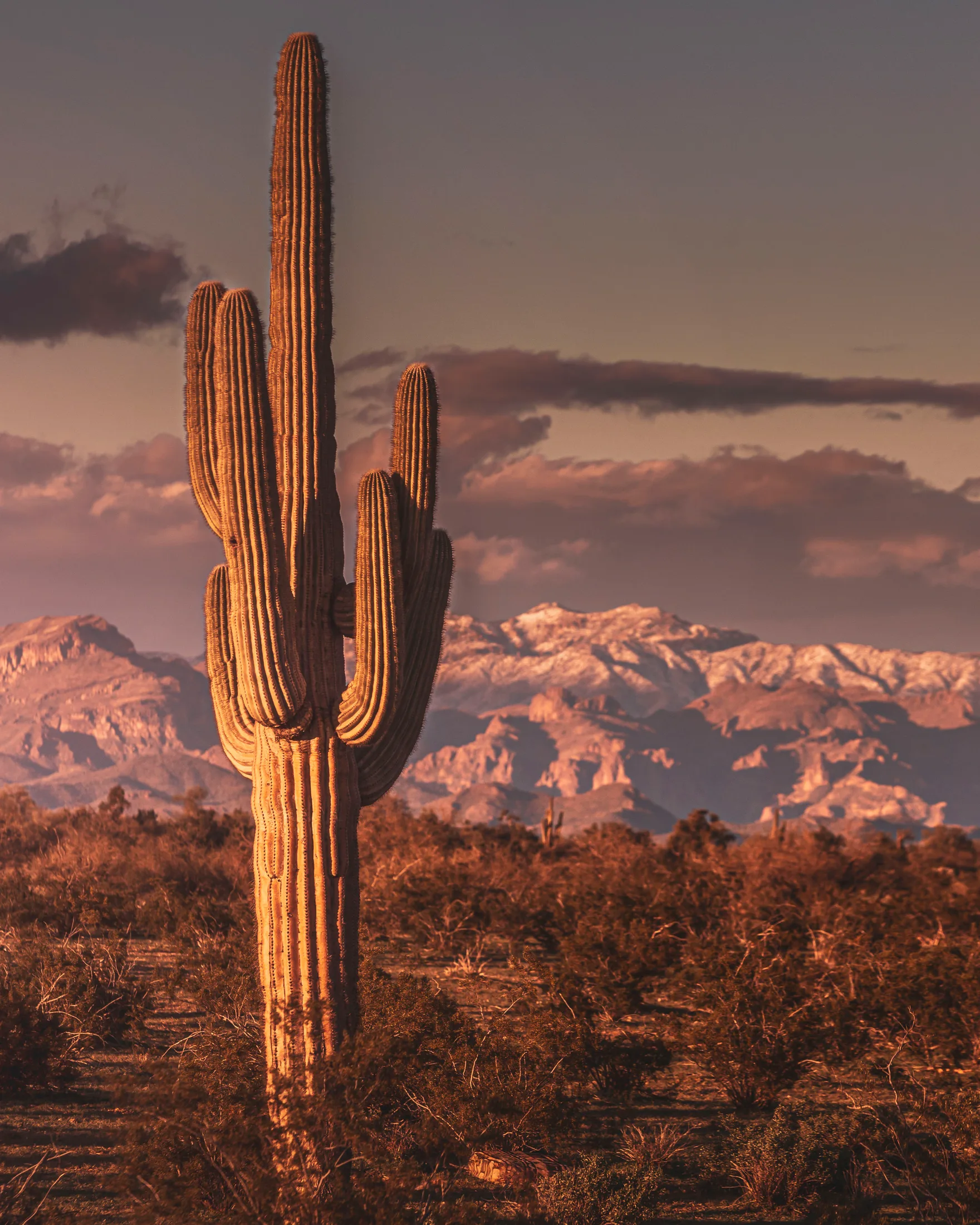 MSN (4) Florence Arizona Florence Arizona, snow, a fine art photograph by Michael Joseph Baca, Casa de Baca Studios, Florence, Arizona