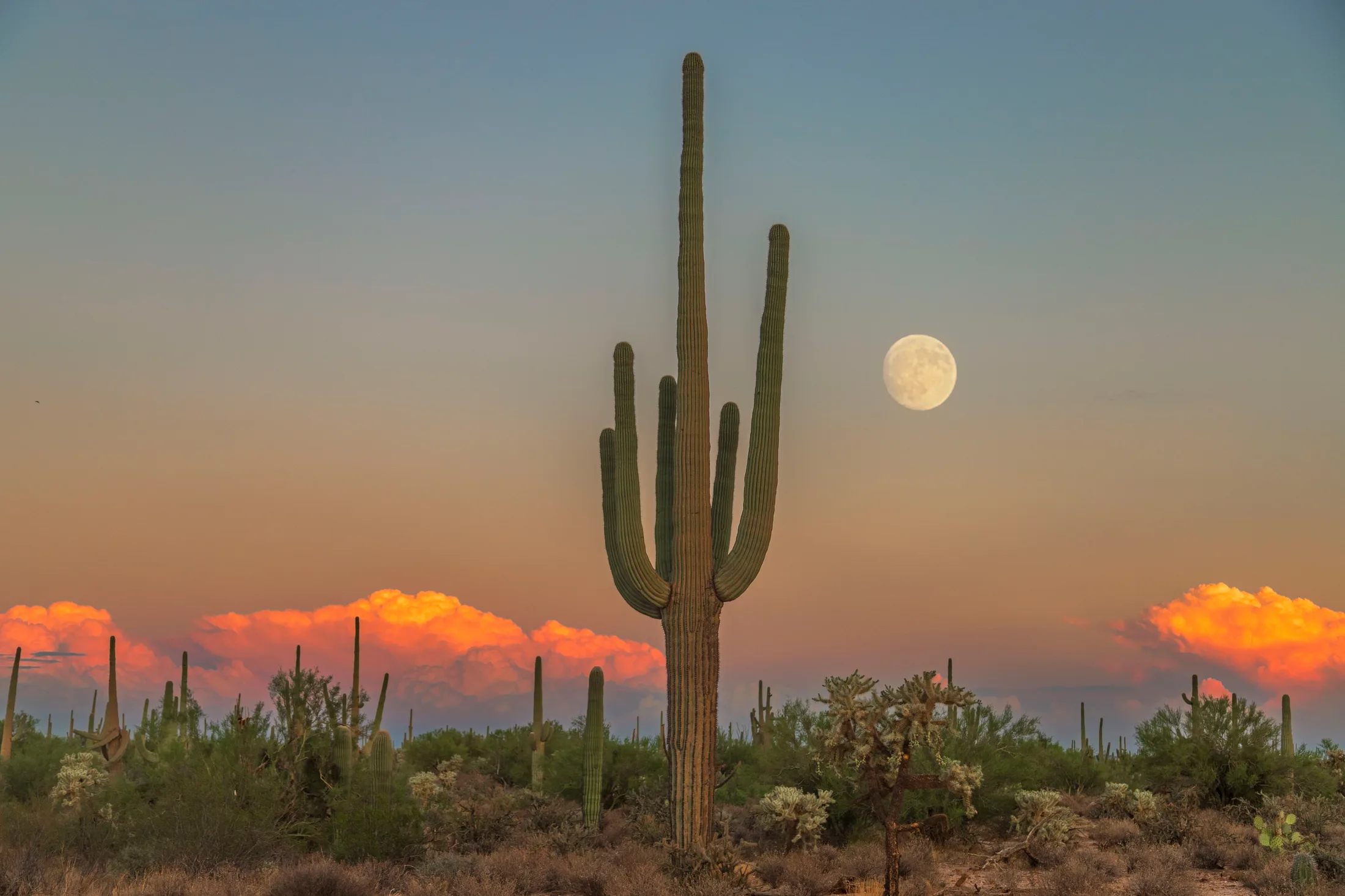 MMN (28) Florence Kelvin Highway Saguaro and Moon Florence Kelvin Highway Saguaro and Moon, a fine art photograph by Michael Joseph Baca