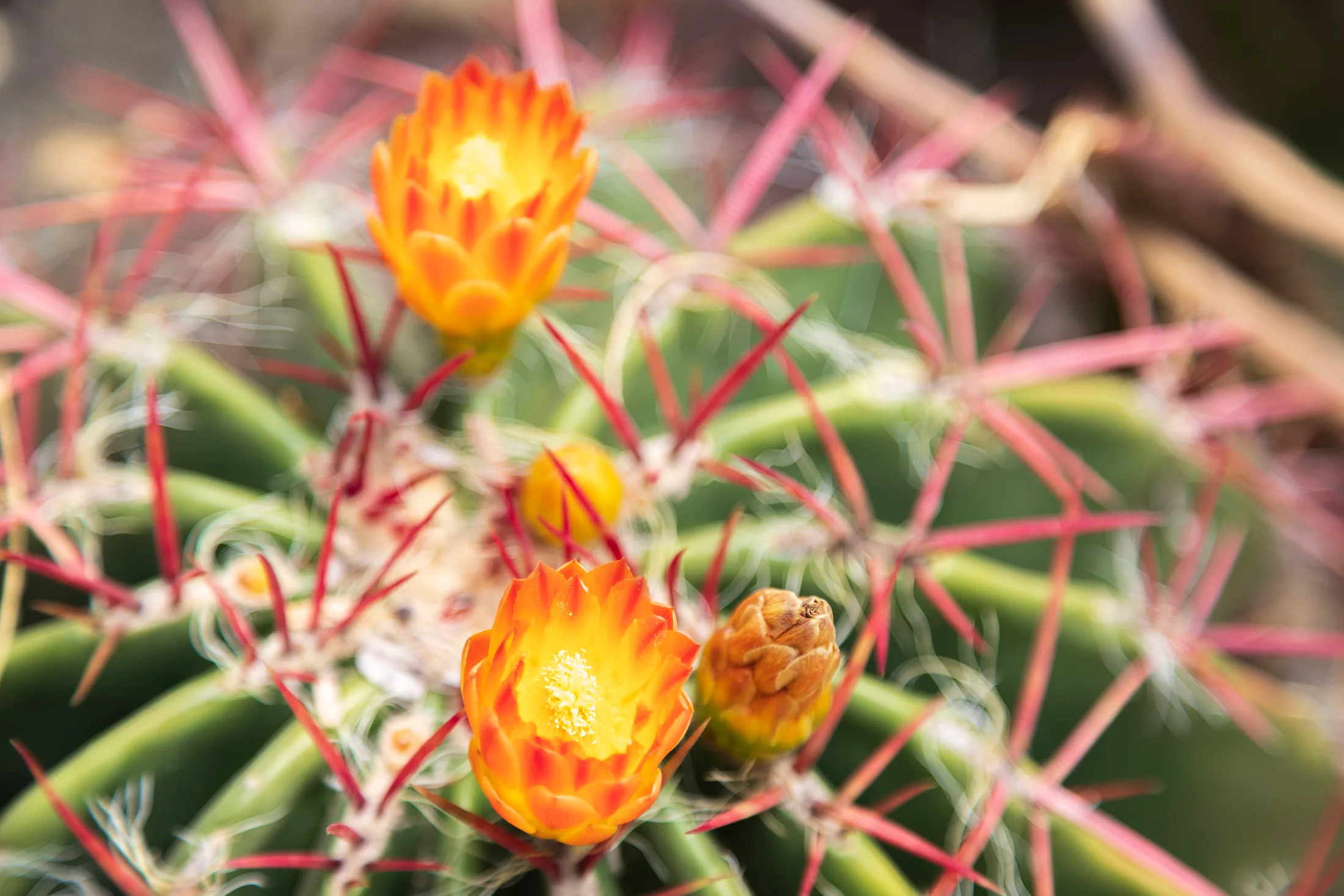 MFL (18) Flowering Barrel Cactus Superior AZ Flowering Barrel Cactus Superior AZ, flowers and plants, a fine art photograph by Michael Joseph Baca