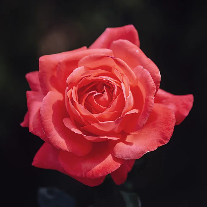 FJ044 Fragrant Cloud hybrid Tea Rose Boyce Thompson Arboretum Fragrant Cloud hybrid Tea Rose Boyce Thompson Arboretum, flowers and plants, a fine art photograph by Janell Evelyn Baca