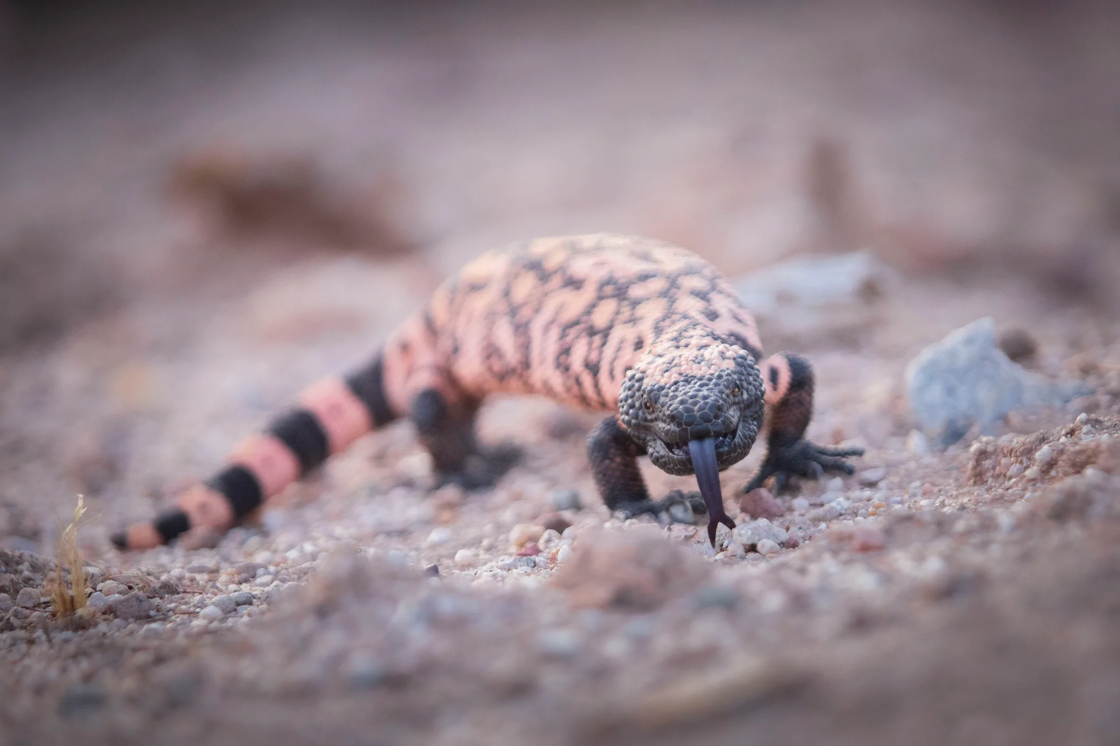 MAN (63) Gila Monster Florence AZ Gila Monster Florence AZ, animals, a fine art photograph by Michael Joseph Baca, Casa de Baca Studios, Florence, Arizona