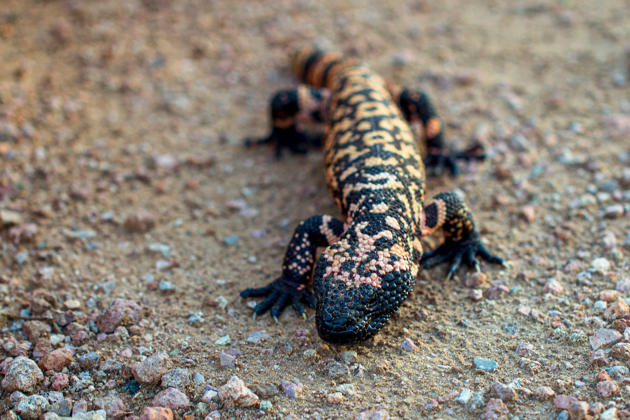 MAN (24) Gila Monster Peralta Arizona Gila Monster Peralta Arizona, animals, a fine art photograph by Michael Joseph Baca, Casa de Baca Studios, Florence, Arizona