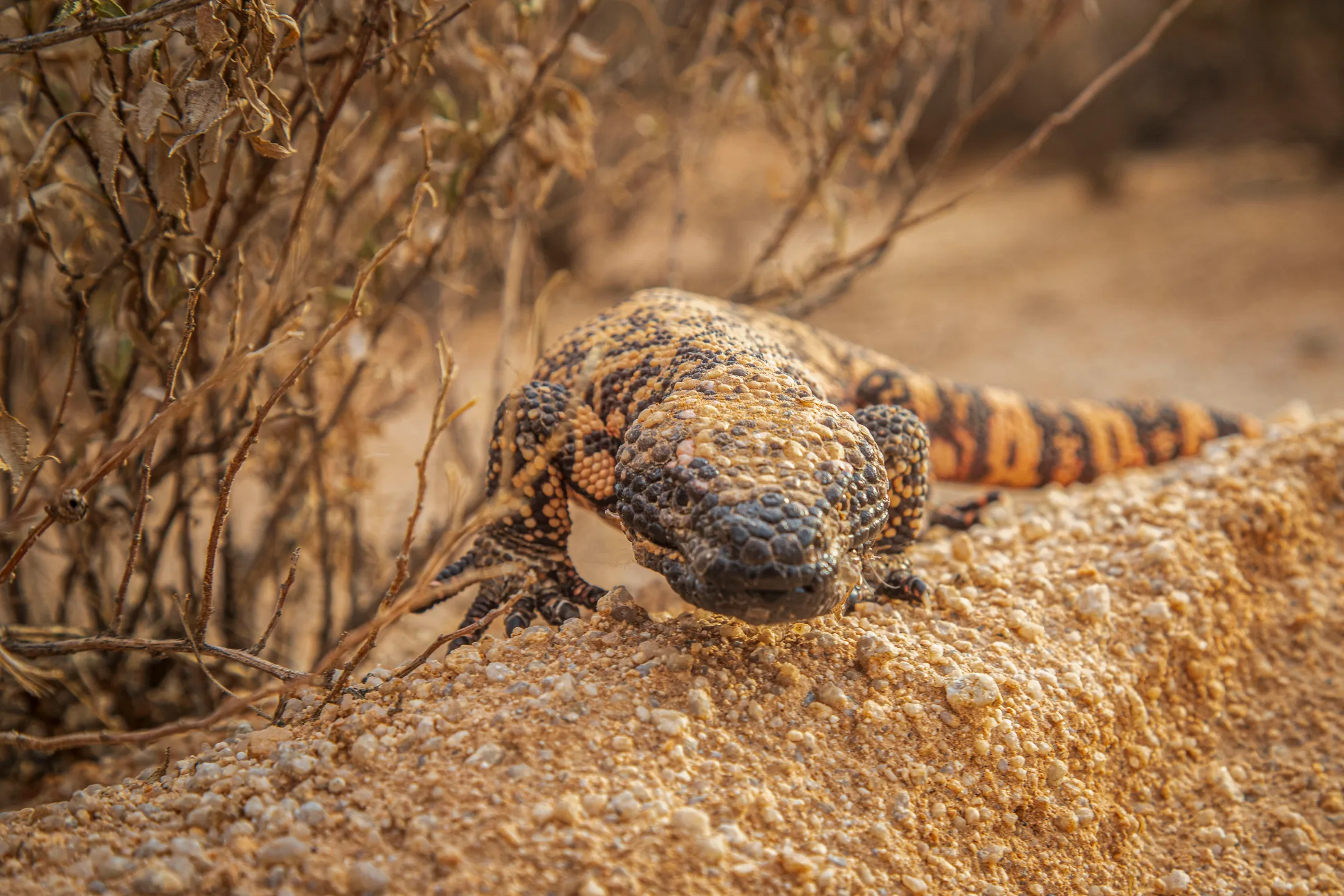 MAN (45) Gila Monster Whitlow Ranch Raod Florence AZ Gila Monster Whitlow Ranch Raod Florence AZ, animals, a fine art photograph by Michael Joseph Baca