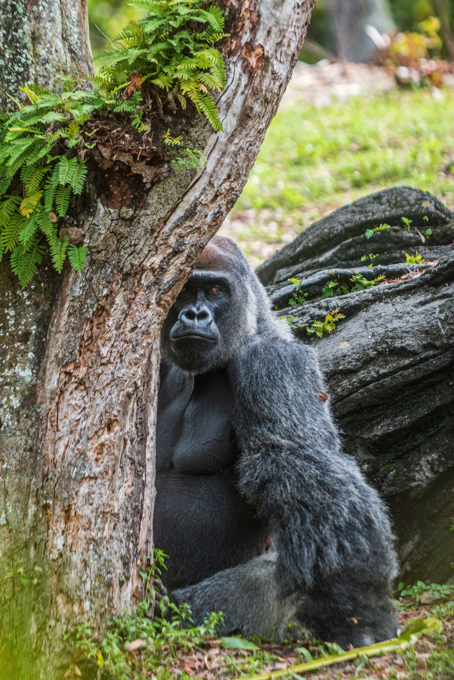 MAN (28) Gorilla at Animal Kingdom FL Gorilla at Animal Kingdom FL, animals, a fine art photograph by Michael Joseph Baca, Casa de Baca Studios, Florence, Arizona