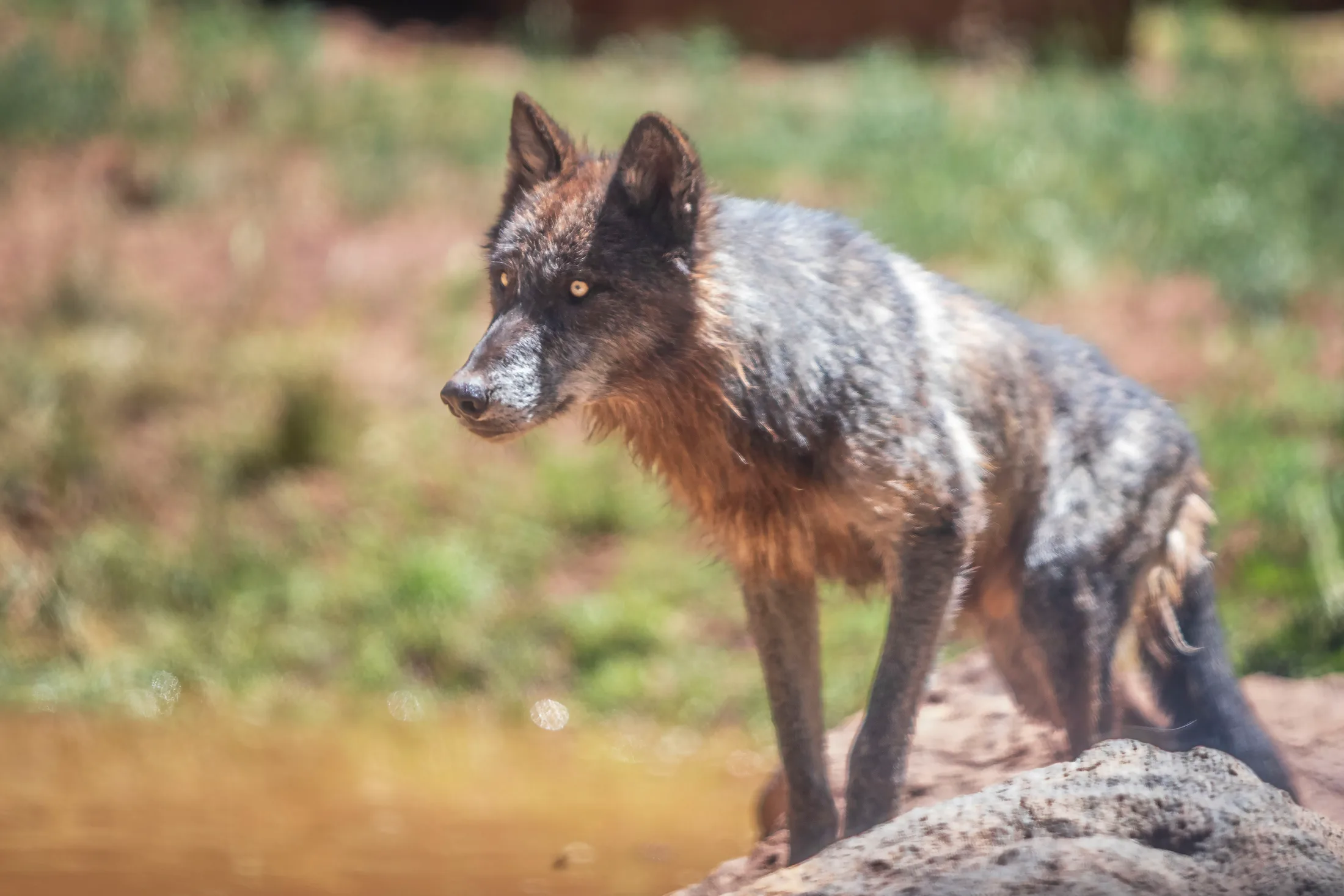 MAN (53) Gray Wolf at Bearizona Gray Wolf at Bearizona, animals, a fine art photograph by Michael Joseph Baca, Casa de Baca Studios, Florence, Arizona