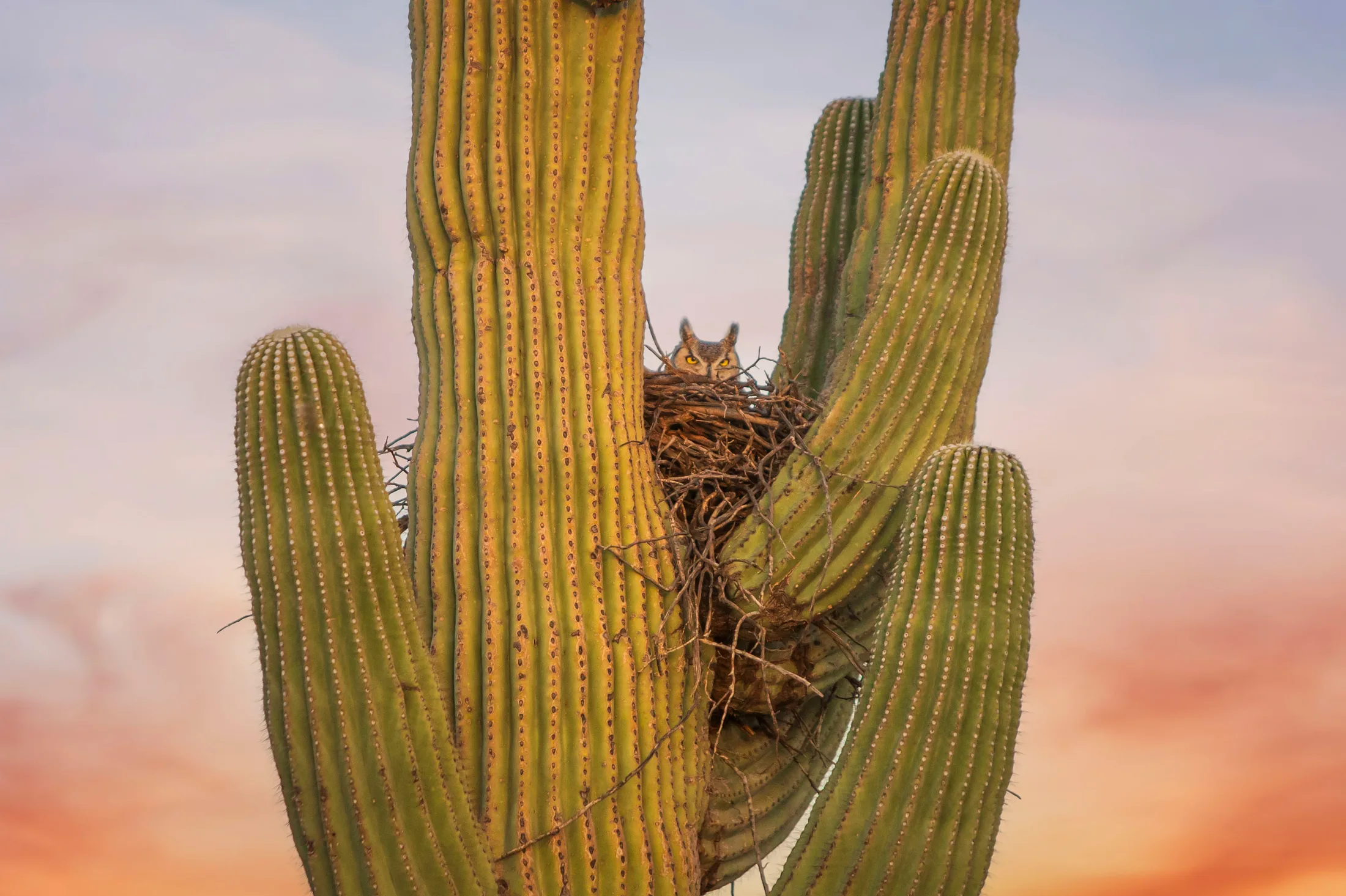 MAN (62) Great Horned Owl Florence AZ Great Horned Owl Florence AZ, animals, a fine art photograph by Michael Joseph Baca, Casa de Baca Studios, Florence, Arizona