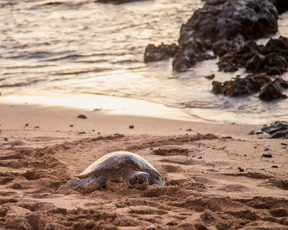 JZ020 Green Sea Turtle on Anaehoomalu Bay Big Island Hawaii Green Sea Turtle on Anaehoomalu Bay Big Island Hawaii, animals, a fine art photograph by Janell Evelyn Baca