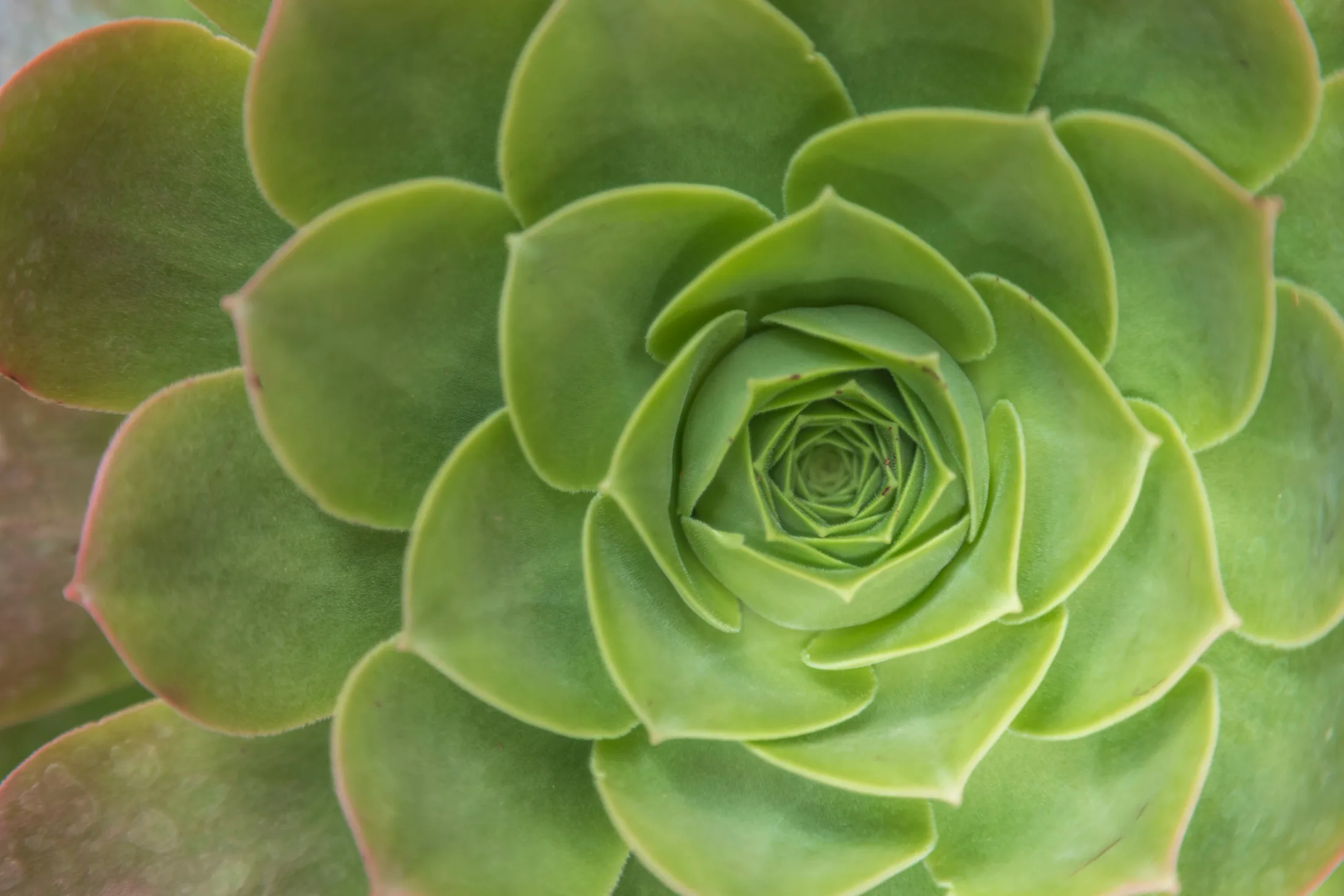 MFL (15) Green Succulent Superior AZ Green Succulent Superior AZ, flowers and plants, a fine art photograph by Michael Joseph Baca
