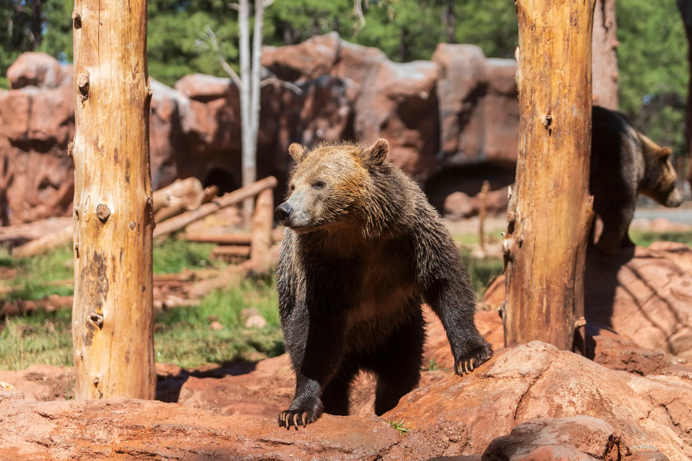MAN (47) Grizzly Bear at Bearizona Grizzly Bear at Bearizona, animals, a fine art photograph by Michael Joseph Baca, Casa de Baca Studios, Florence, Arizona
