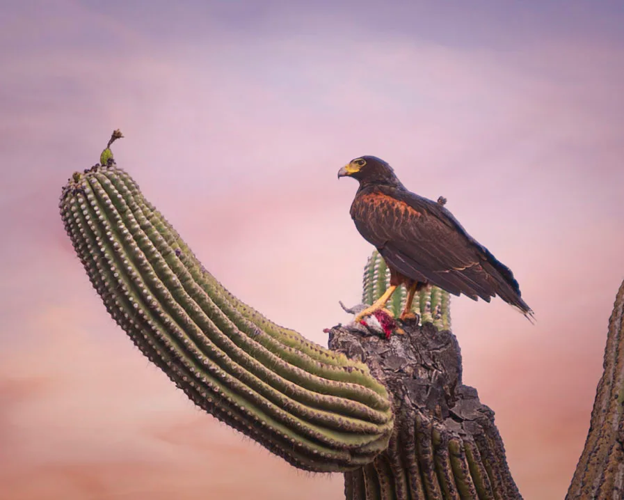 MAN (61) Harris Hawk Florence AZ Harris Hawk Florence AZ, animals, a fine art photograph by Michael Joseph Baca, Casa de Baca Studios, Florence, Arizona