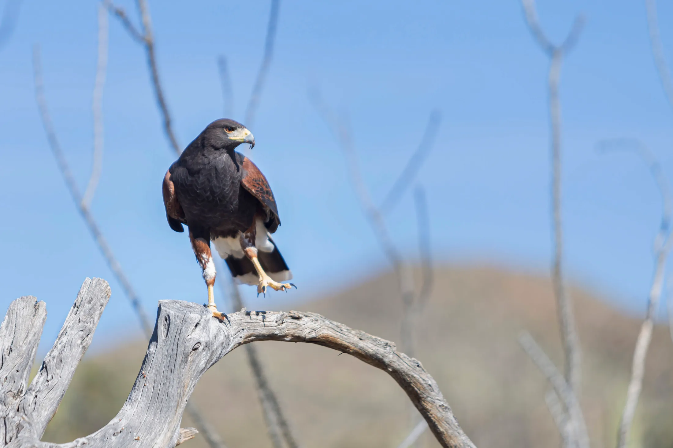 Man (15) Harris's Hawk Tucson AZ Harris's Hawk Tucson AZ, animals, a fine art photograph by Michael Joseph Baca, Casa de Baca Studios, Florence, Arizona