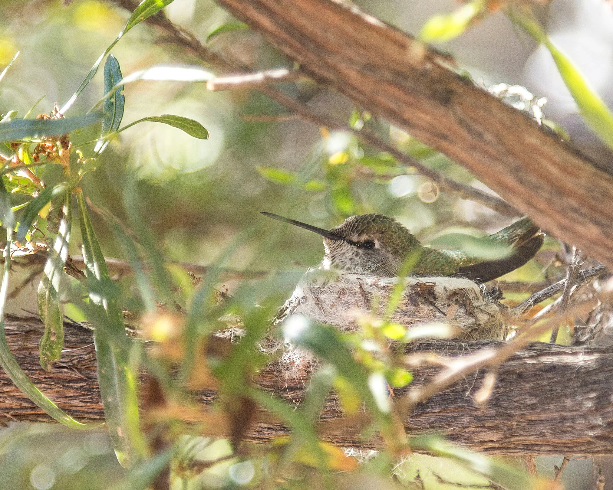 MAN (5) Hummingbird and Nest Tucson Hummingbird and Nest Tucson, animals, a fine art photograph by Michael Joseph Baca, Casa de Baca Studios, Florence, Arizona
