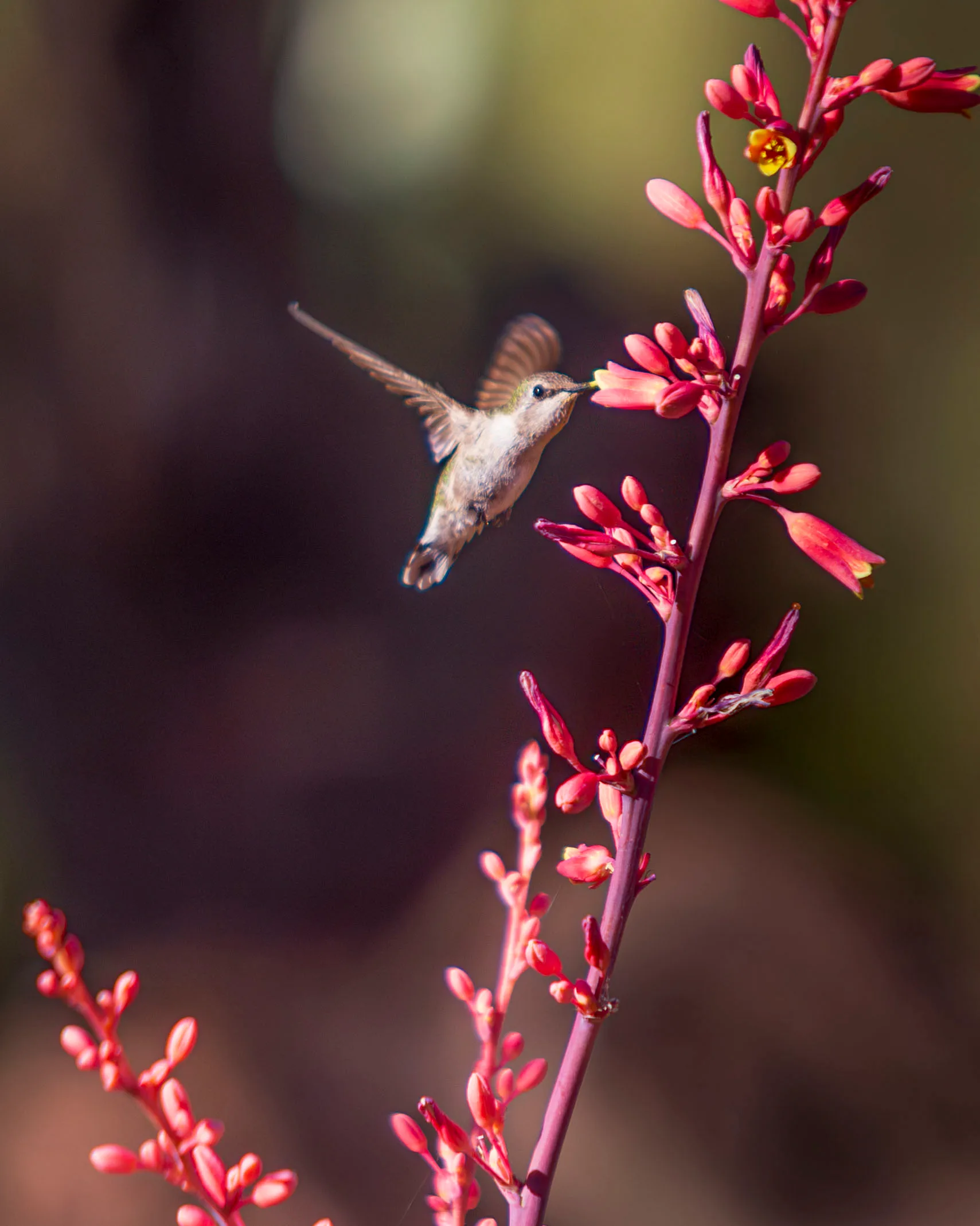 MAN (54) Hummingbird at Boyce Thompson Arboretum Hummingbird at Boyce Thompson Arboretum, animals, a fine art photograph by Michael Joseph Baca