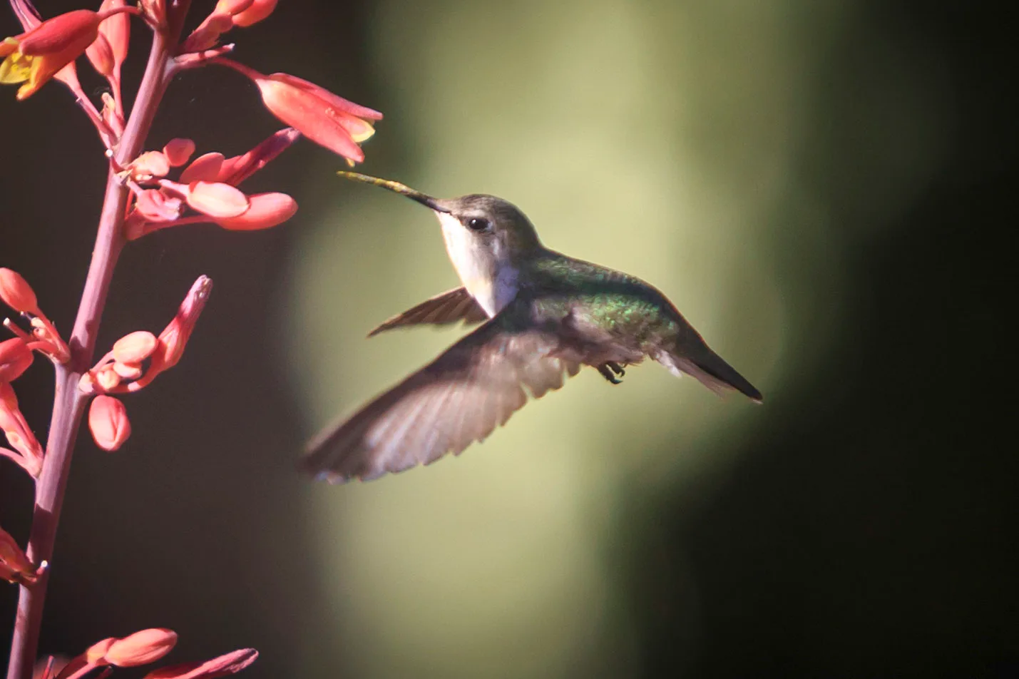 MAN (41) Hummingbird at Boyce Thompson Arboretum Hummingbird at Boyce Thompson Arboretum, animals, a fine art photograph by Michael Joseph Baca