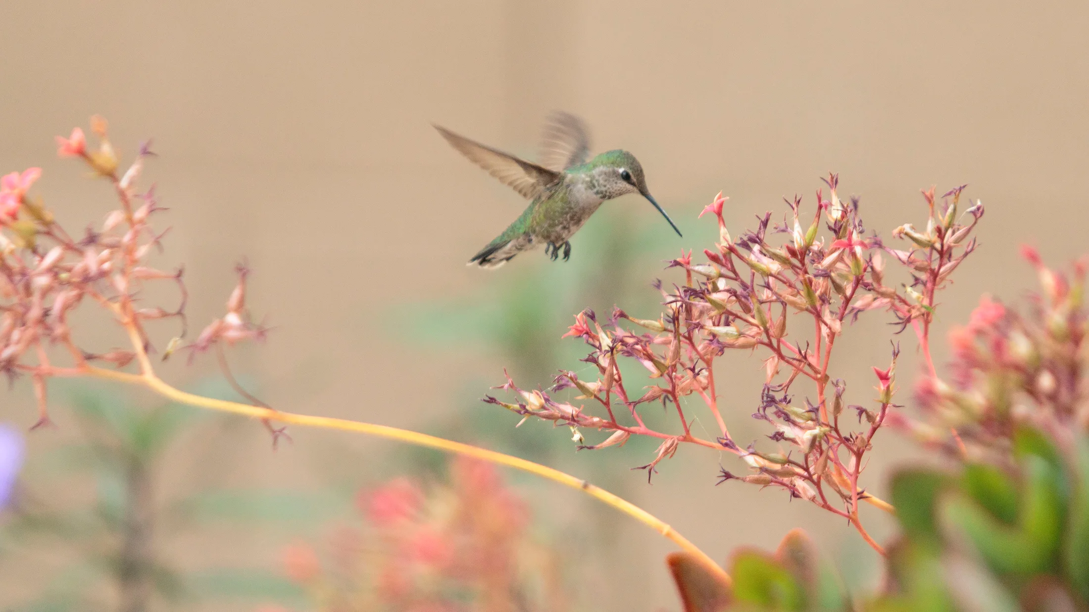 MAN (7) Hummingbird Florence AZ Hummingbird Florence AZ, animals, a fine art photograph by Michael Joseph Baca, Casa de Baca Studios, Florence, Arizona