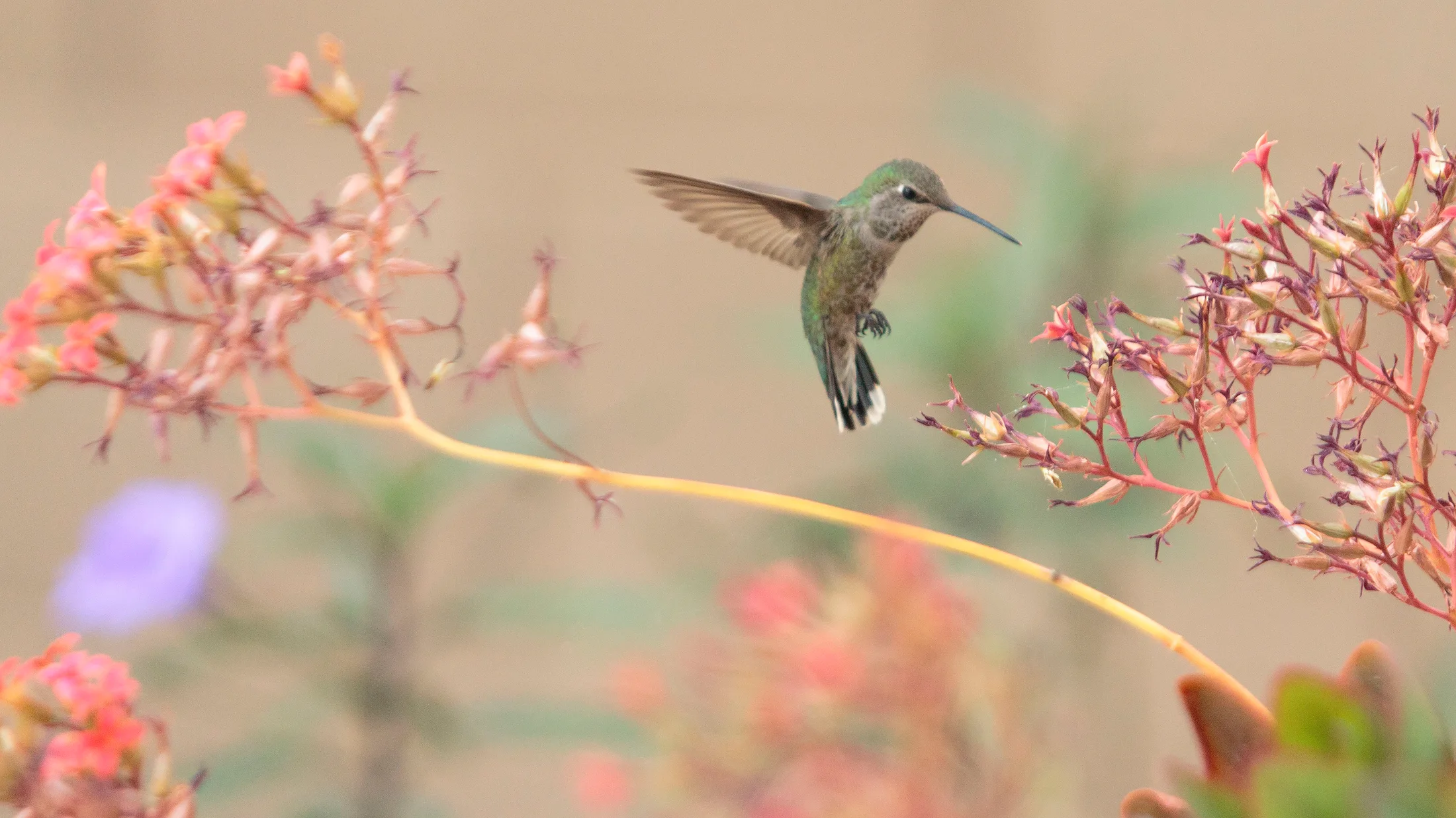 MAN (1) Hummingbird Florence AZ Hummingbird Florence AZ, animals, a fine art photograph by Michael Joseph Baca, Casa de Baca Studios, Florence, Arizona