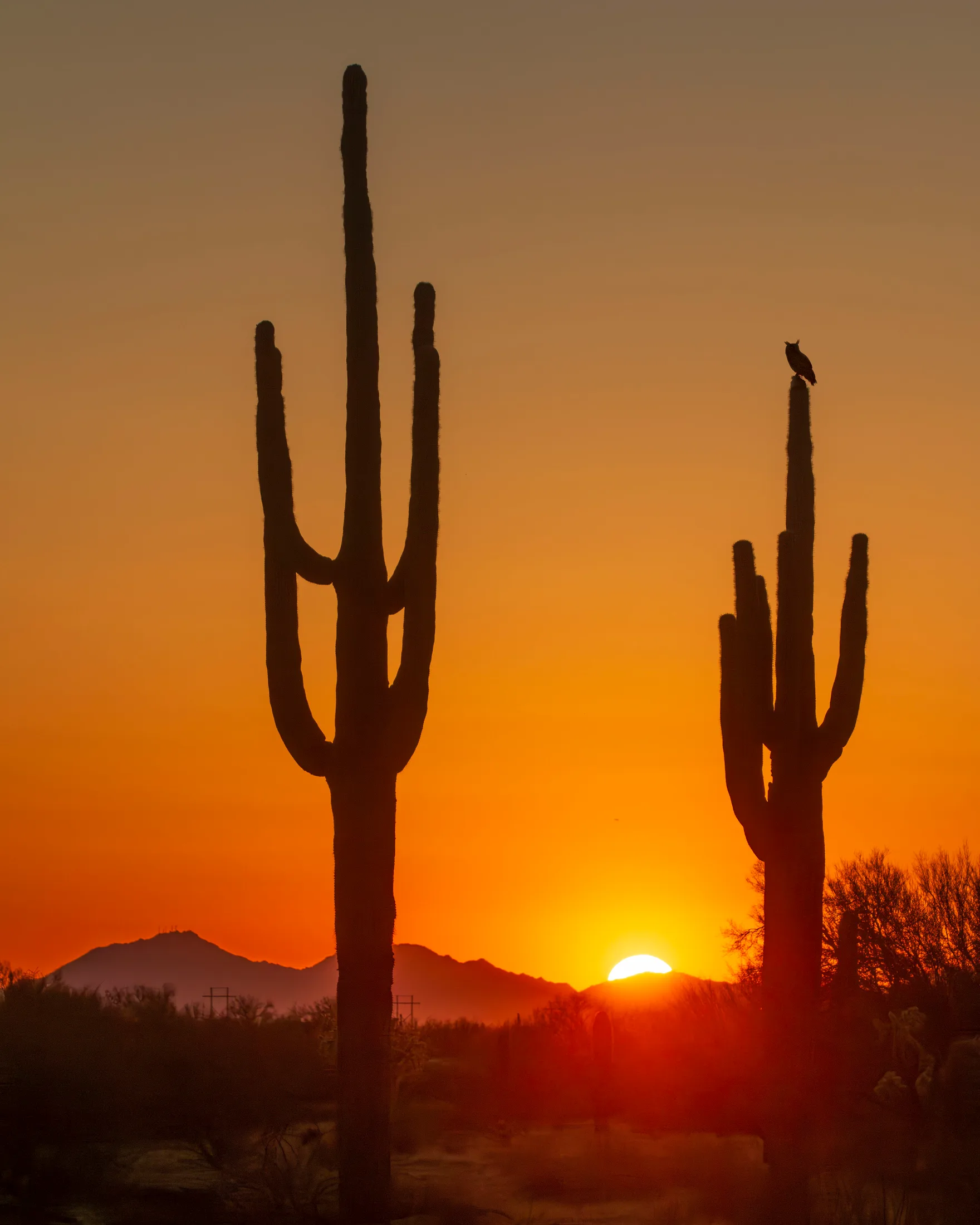 MAN (43) Hwy 79 Owl & Saguaro Sunset Florence AZd Hwy 79 Owl & Saguaro Sunset Florence AZd, animals, a fine art photograph by Michael Joseph Baca