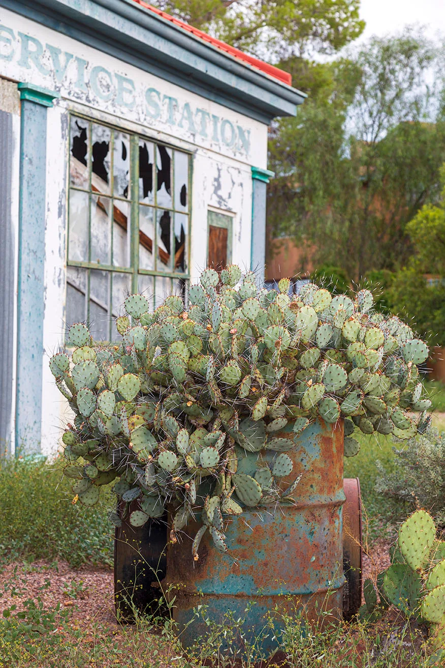 JA010 Abandoned Tucson Prickly Pear Cactus JA010 Abandoned Tucson Prickly Pear Cactus, architecture by Janell Evelyn Baca, Casa de Baca Studios, Florence, Arizona