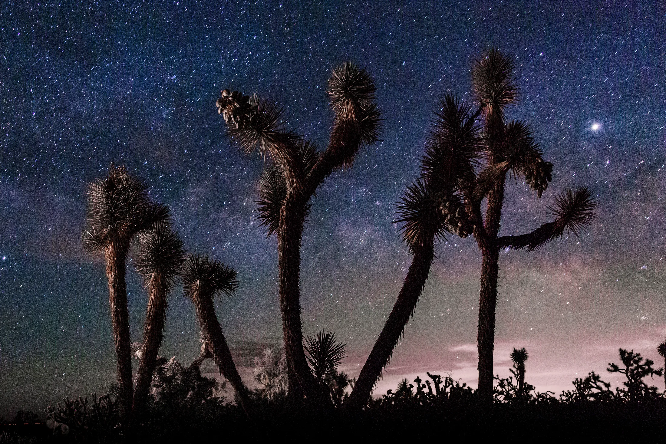 MMY (3) Joshua Tree Milky Way Wickenberg AZ Joshua Tree Milky Way Wickenberg AZ, a fine art photograph by Michael Joseph Baca, Casa de Baca Studios, Florence, Arizona