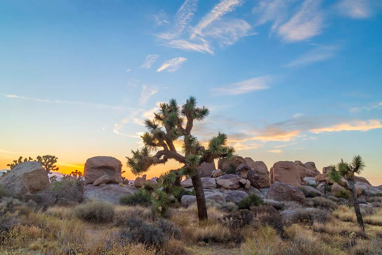 JS002 Joshua Tree National Forest Joshua Tree National Forest, sunset and sunrise, a fine art photograph by Janell Evelyn Baca