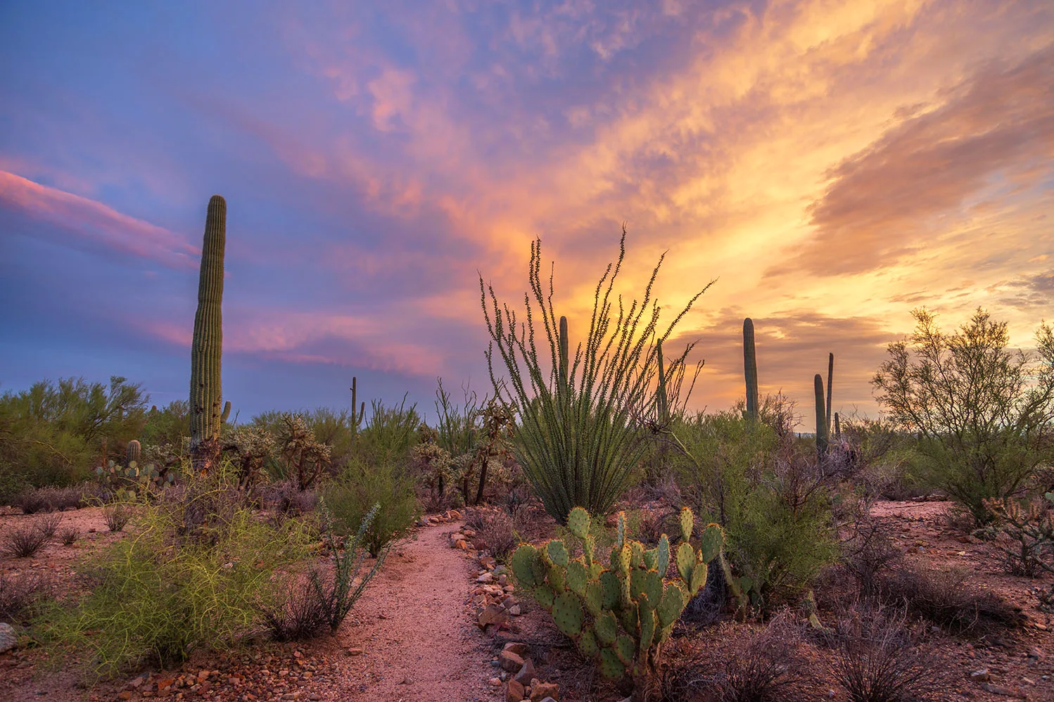 JS052 Saguaro National Park Tucson Arizona JS052 Saguaro National Park Tucson Arizona, sunset and sunrise by Janell Evelyn Baca, Casa de Baca Studios, Florence, Arizona