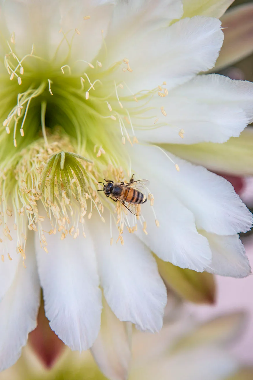 JZ005 Bailey Street San Pedro Cactus Bloom with Bee JZ005 Bailey Street San Pedro Cactus Bloom with Bee, animals by Janell Evelyn Baca, Casa de Baca Studios, Florence, Arizona