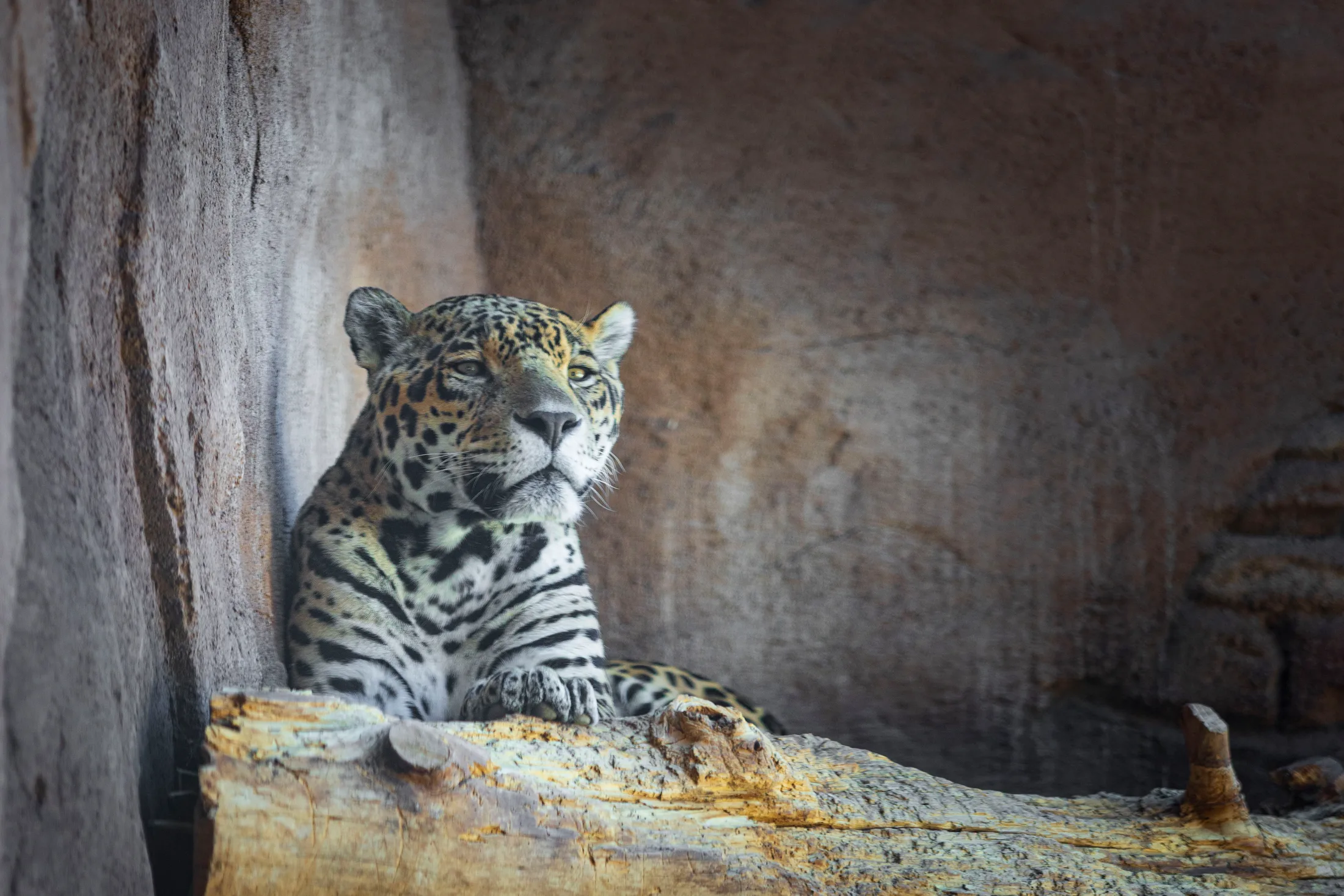 MAN (51) Libre the Jaguar at Bearizona Libre the Jaguar at Bearizona, animals, a fine art photograph by Michael Joseph Baca, Casa de Baca Studios, Florence, Arizona