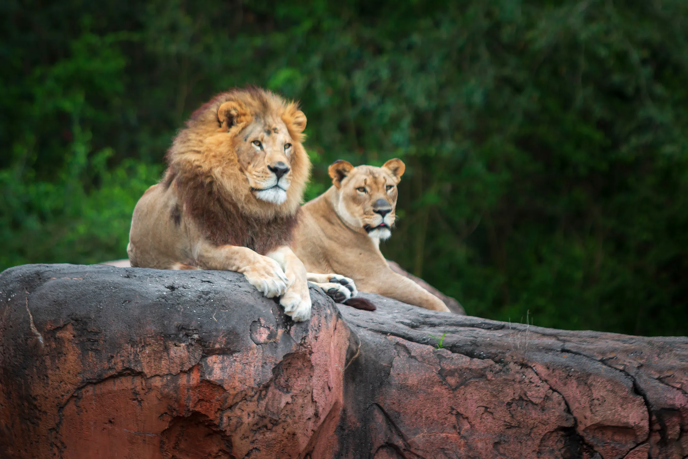 MAN (26) Lions at Animal Kingdom FL Lions at Animal Kingdom FL, animals, a fine art photograph by Michael Joseph Baca, Casa de Baca Studios, Florence, Arizona