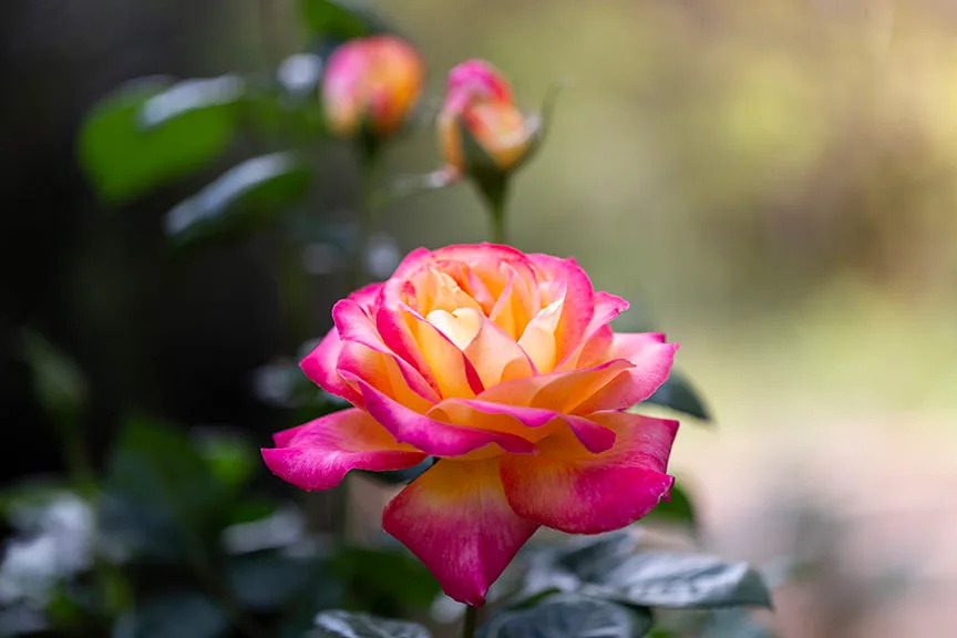 FJ042 Love & Peace Rose Boyce Thompson Arboretum Love & Peace Rose Boyce Thompson Arboretum, flowers and plants, a fine art photograph by Janell Evelyn Baca