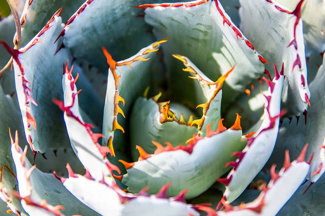 FJM8B Lucky Crown Agave Arizona-Sonoran Desert Museum Lucky Crown Agave Arizona-Sonoran Desert Museum, flowers and plants, a fine art photograph by Janell Evelyn Baca