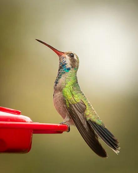 MAN (67) Madera Canyon Hummingbird MAN (67) Madera Canyon Hummingbird, animals by Michael Joseph Baca, Casa de Baca Studios, Florence, Arizona