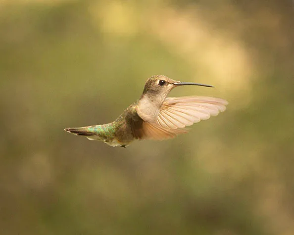MAN (68) Madera Canyon Hummingbird MAN (68) Madera Canyon Hummingbird, animals by Michael Joseph Baca, Casa de Baca Studios, Florence, Arizona