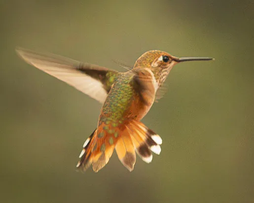 MAN (70) Madera Canyon Hummingbird MAN (70) Madera Canyon Hummingbird, animals by Michael Joseph Baca, Casa de Baca Studios, Florence, Arizona