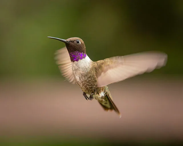 MAN (71) Madera Canyon Hummingbird MAN (71) Madera Canyon Hummingbird, animals by Michael Joseph Baca, Casa de Baca Studios, Florence, Arizona