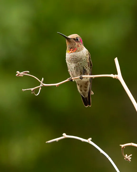 MAN (72) Madera Canyon Hummingbird MAN (72) Madera Canyon Hummingbird, animals by Michael Joseph Baca, Casa de Baca Studios, Florence, Arizona
